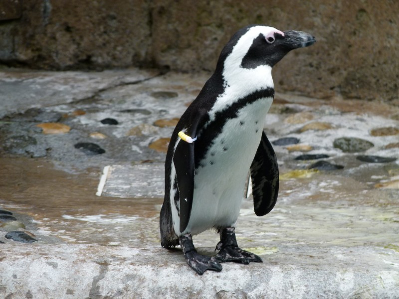 点击大图看下一张：北极萌态十足的企鹅图片