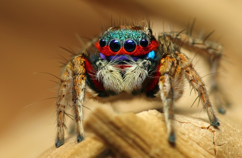点击大图看下一张：色彩斑斓的蜘蛛图片