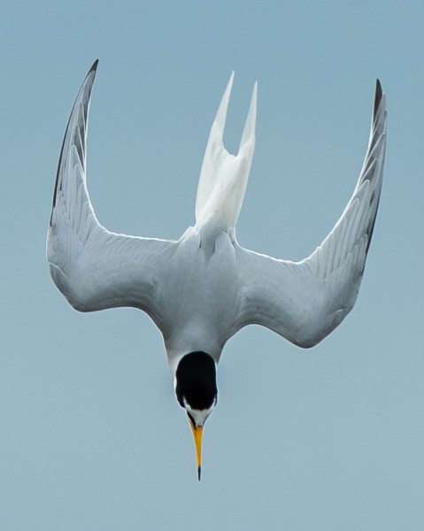 点击大图看下一张：白额燕鸥图片