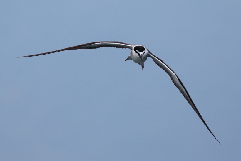点击大图看下一张：褐翅燕鸥图片