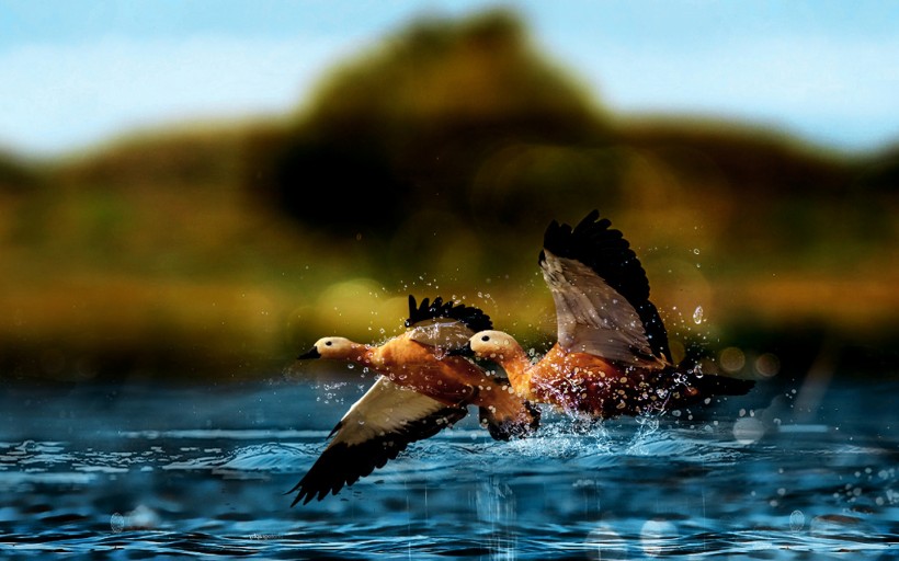 点击大图看下一张：飞翔的赤麻鸭图片