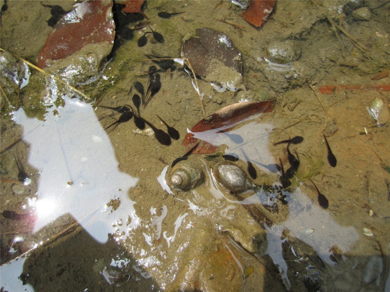 点击大图看下一张：水潭里的小蝌蚪图片