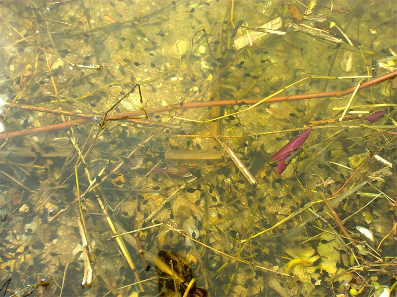 点击大图看下一张：水潭里的小蝌蚪图片