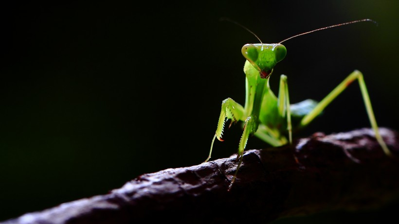 点击大图看下一张：绿色嚣张的螳螂昆虫图片