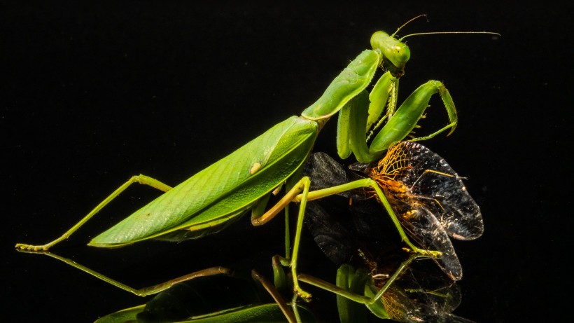 点击大图看下一张：绿色霸道的螳螂图片