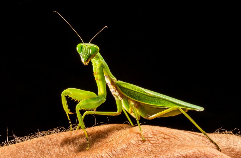 点击大图看下一张：绿色霸道的螳螂图片