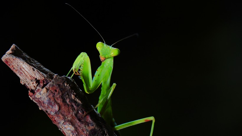 点击大图看下一张：绿色嚣张的螳螂昆虫图片
