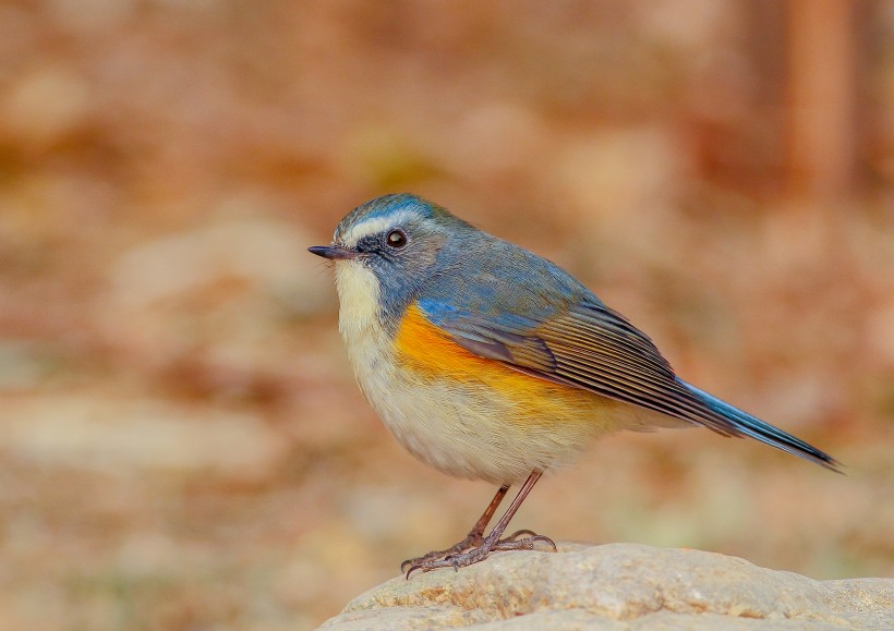 点击大图看下一张：红胁蓝尾鸲鸟类图片