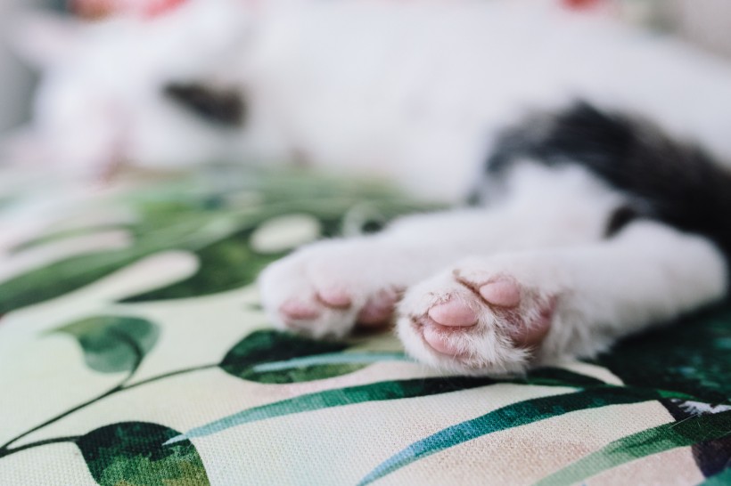 点击大图看下一张：躺着沙发上的猫咪图片