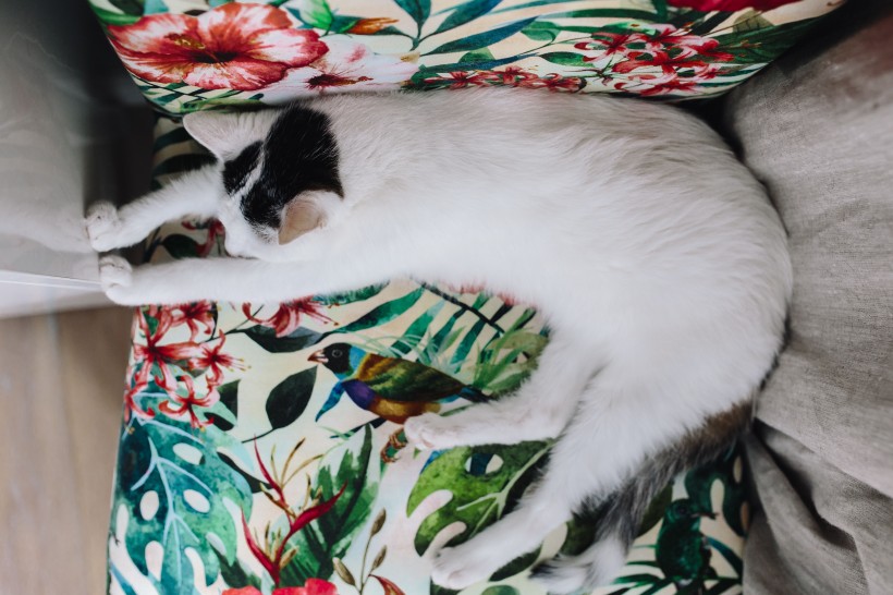 点击大图看下一张：躺着沙发上的猫咪图片
