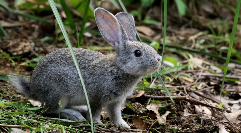 点击大图看下一张：可爱的灰兔子图片