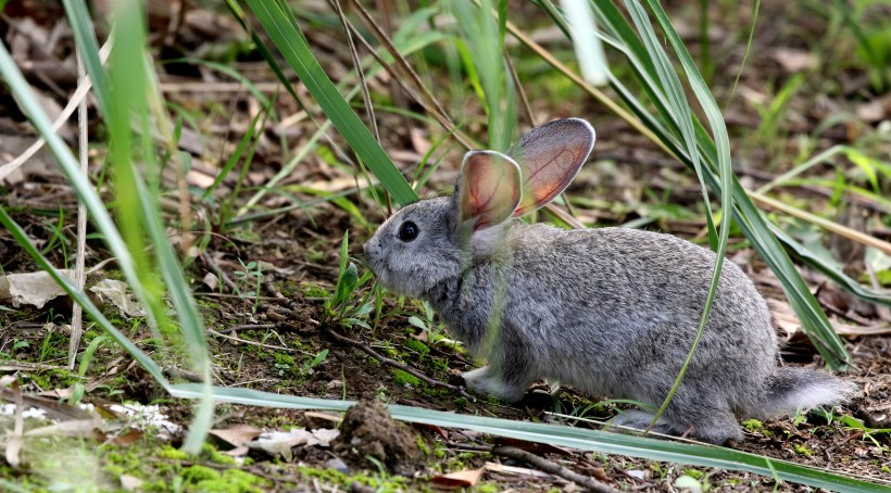点击大图看下一张：可爱的灰兔子图片