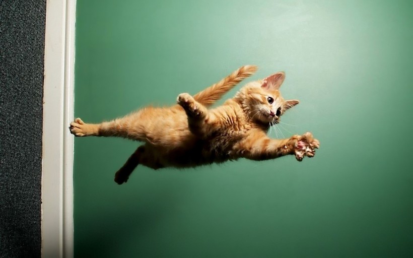 点击大图看下一张：可爱的动物跳跃图片