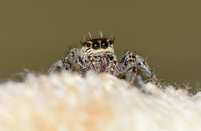 点击大图看下一张:跳蛛图片