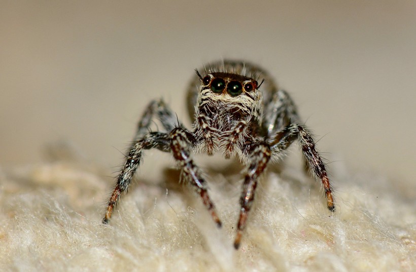 点击大图看下一张:跳蛛图片