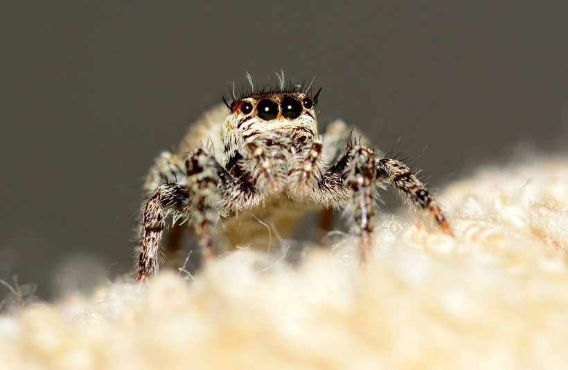 点击大图看下一张:跳蛛图片