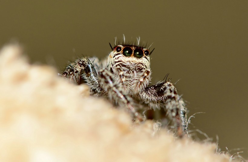 点击大图看下一张:跳蛛图片