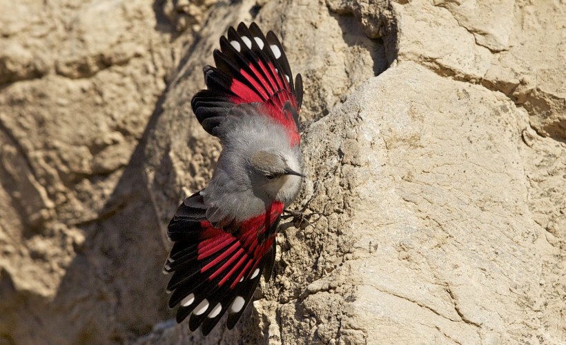 点击大图看下一张：红翅旋壁雀鸟类图片