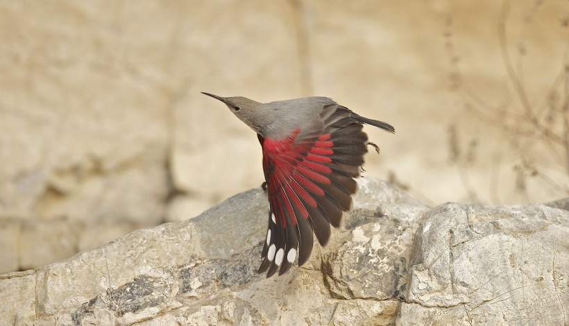点击大图看下一张：红翅旋壁雀鸟类图片