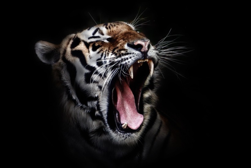 点击大图看下一张：凶猛的老虎图片