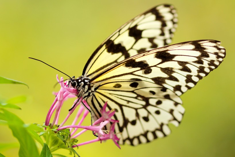 点击大图看下一张：停留在花上的蝴蝶图片