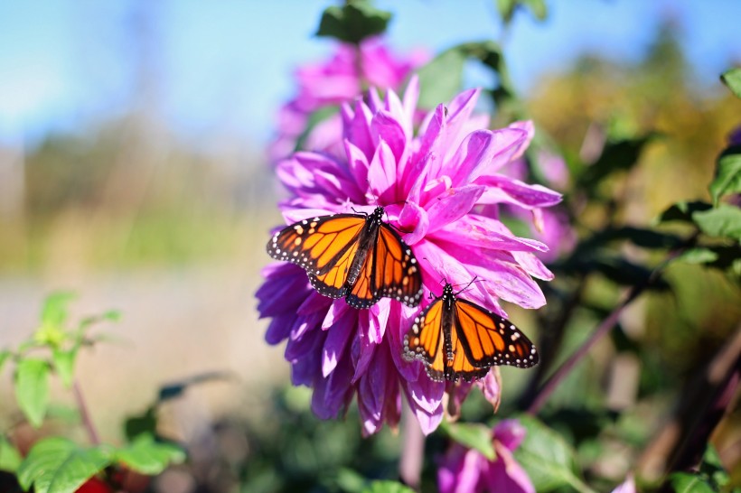 点击大图看下一张：停歇在花朵上的蝴蝶图片