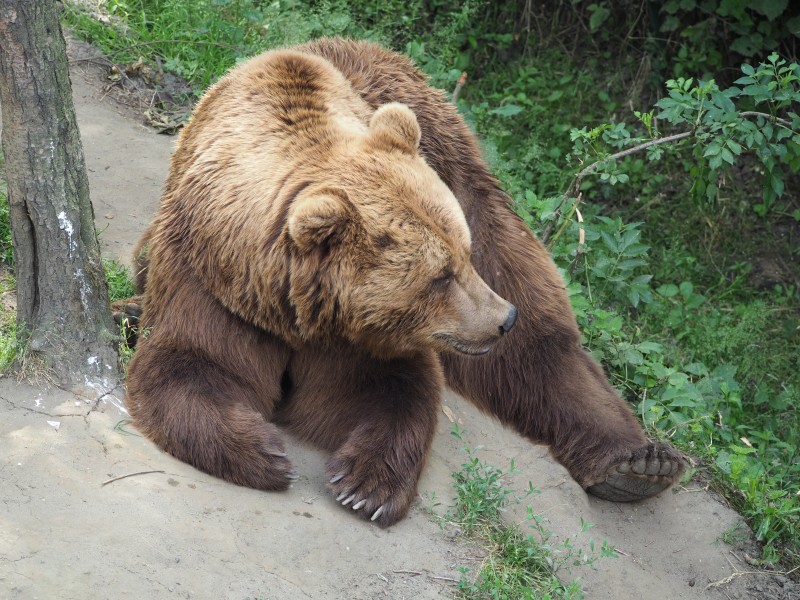 点击大图看下一张：体形庞大的棕熊图片