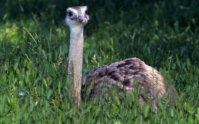 点击大图看下一张：草原上的野生鸵鸟图片