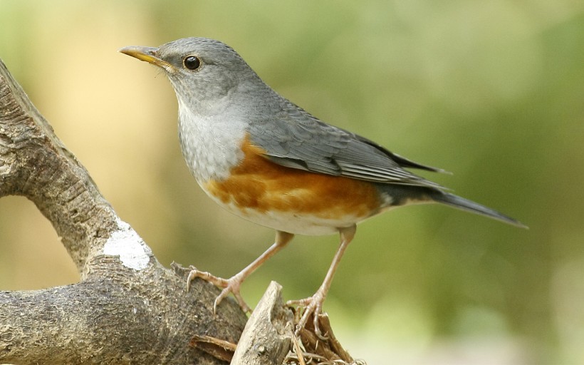 点击大图看下一张:灰背鸫鸟类图片