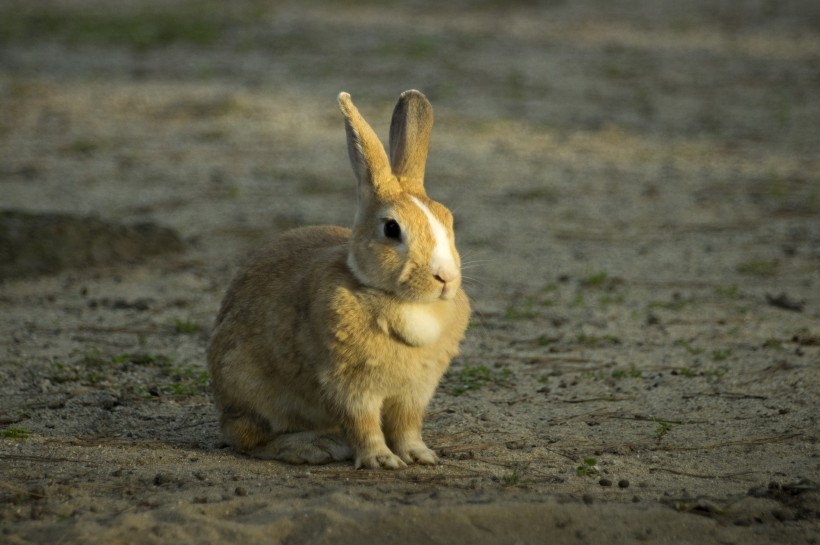 点击大图看下一张：软萌可爱的兔子图片
