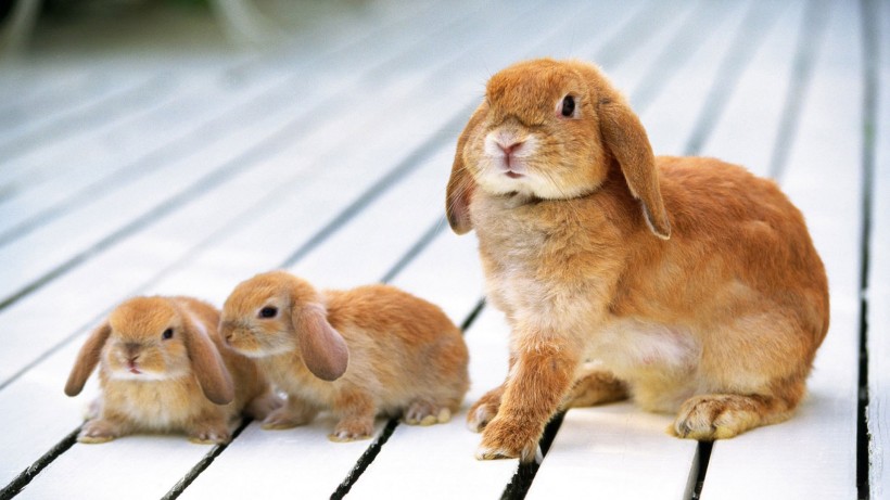 点击大图看下一张：可爱的棕色兔子图片