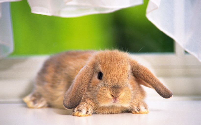 点击大图看下一张：兔子图片