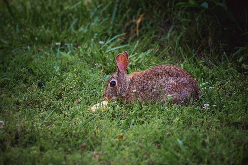 点击大图看下一张：可爱的兔子图片