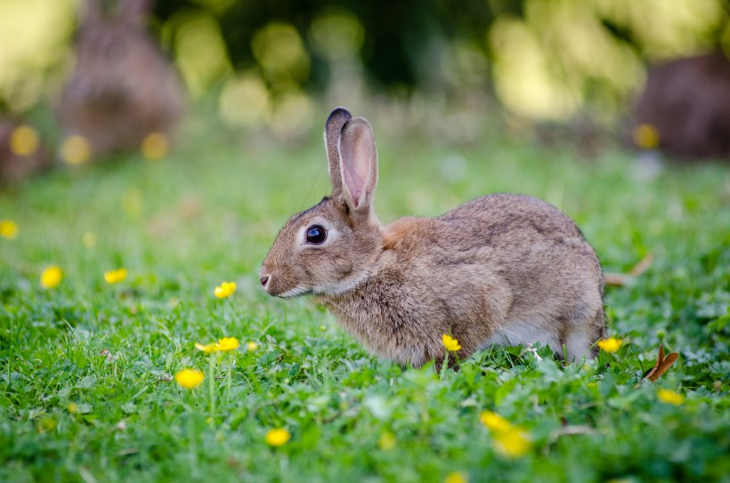 点击大图看下一张：可爱的兔子图片