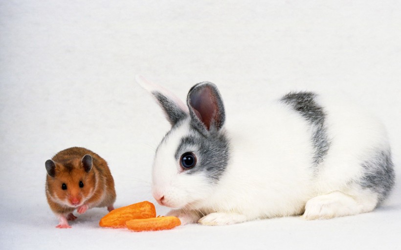 点击大图看下一张：可爱小兔子
