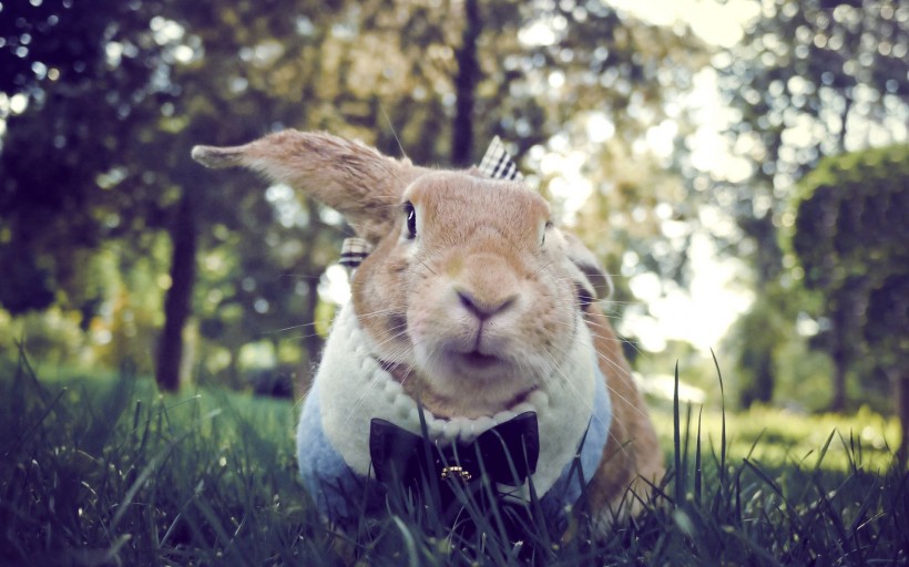 点击大图看下一张：可爱的棕色兔子图片