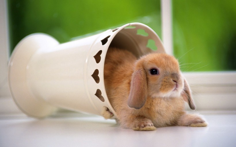 点击大图看下一张：可爱小兔子