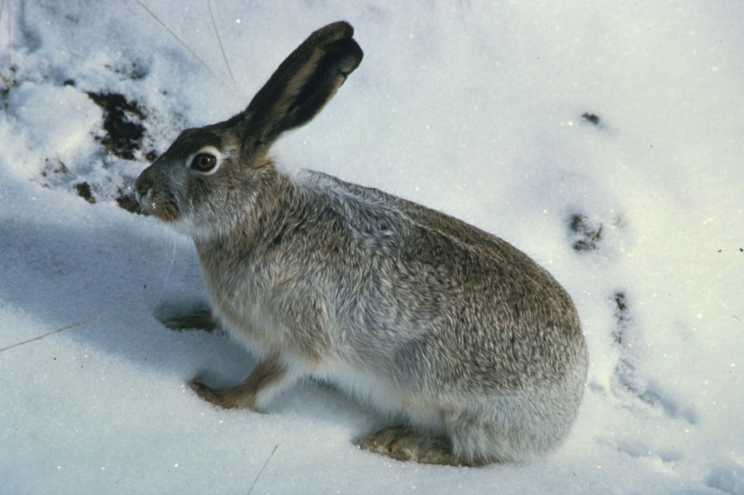 点击大图看下一张：可爱呆萌的兔子图片