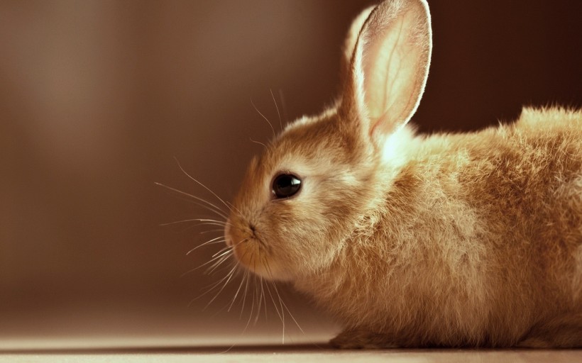 点击大图看下一张：可爱小兔图片