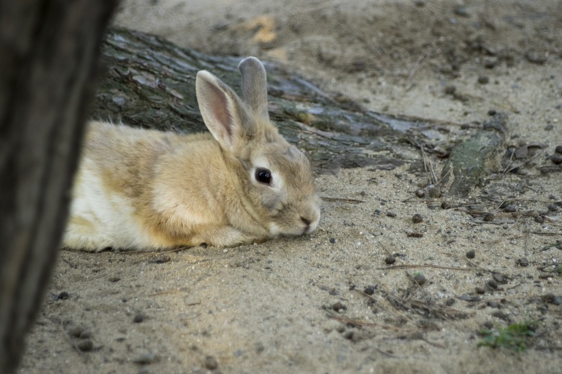 点击大图看下一张：软萌可爱的兔子图片