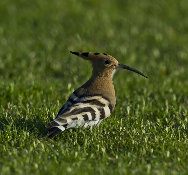 点击大图看下一张：草原上的戴胜鸟类图片