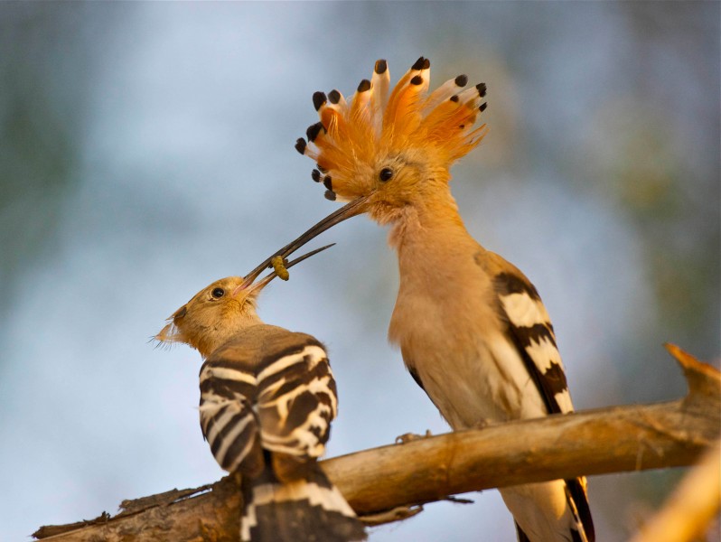 点击大图看下一张：超有爱的戴胜鸟类图片