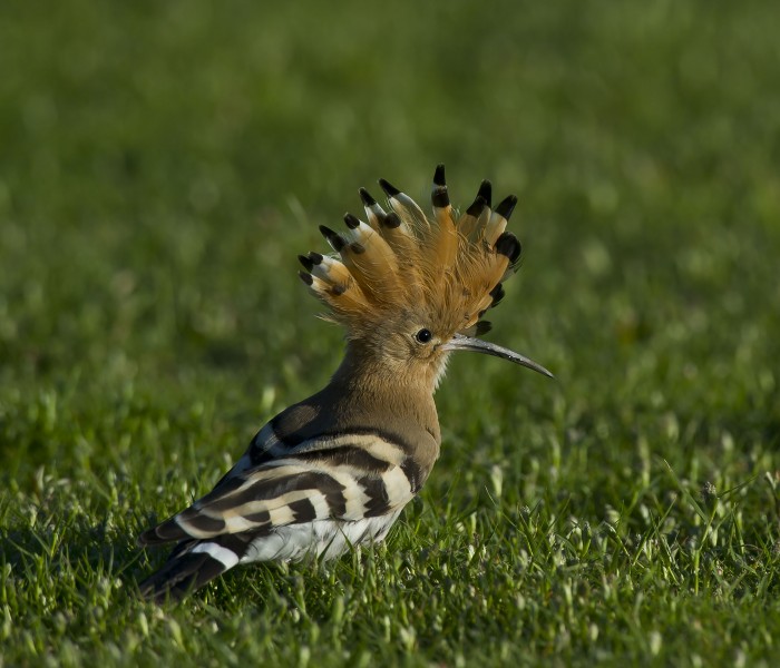 点击大图看下一张：草原上的戴胜鸟类图片