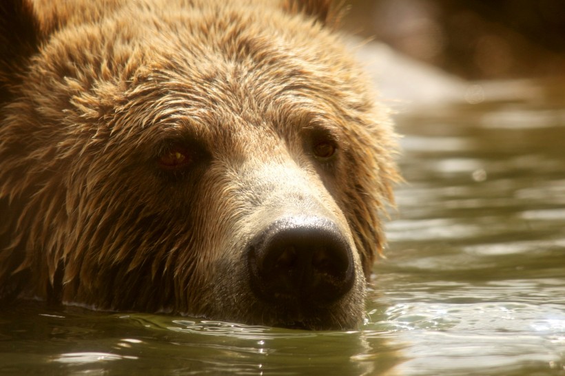 点击大图看下一张：正在游泳玩耍的棕熊图片
