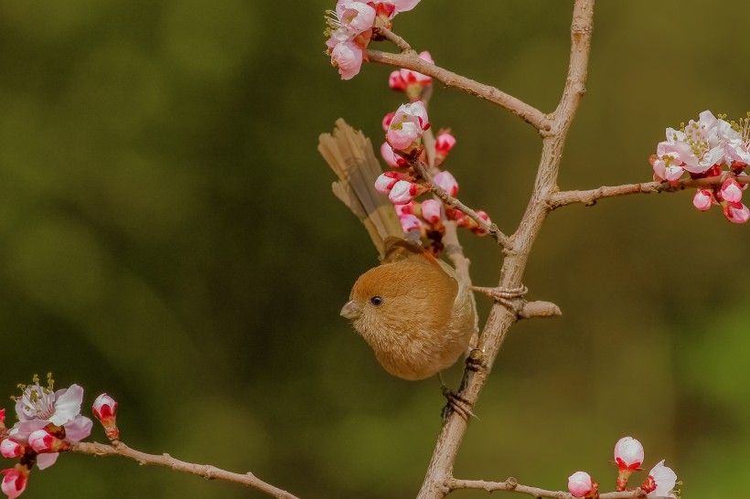 点击大图看下一张：桃花树上的棕头鸦雀图片