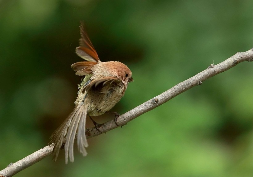 点击大图看下一张：棕头鸦雀鸟类图片