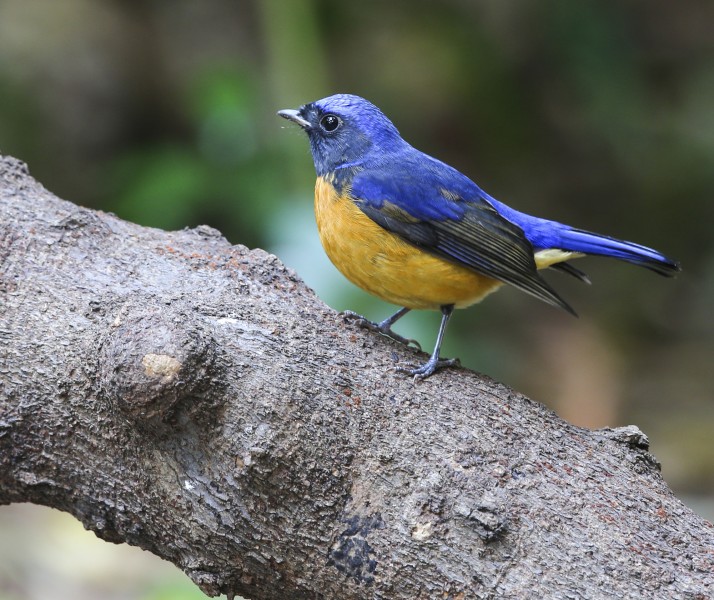 点击大图看下一张：棕腹蓝仙鹟鸟类图片