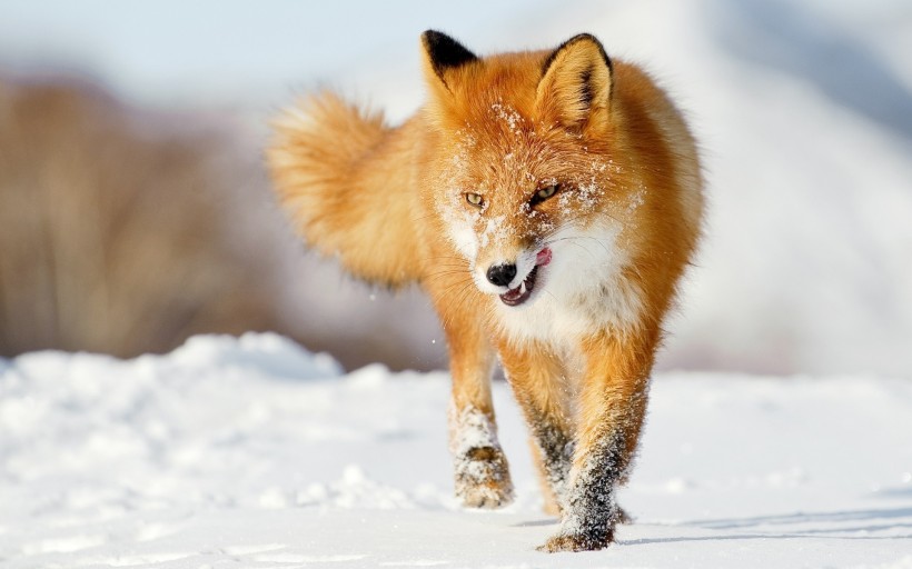 点击大图看下一张：狡猾的狐狸图片