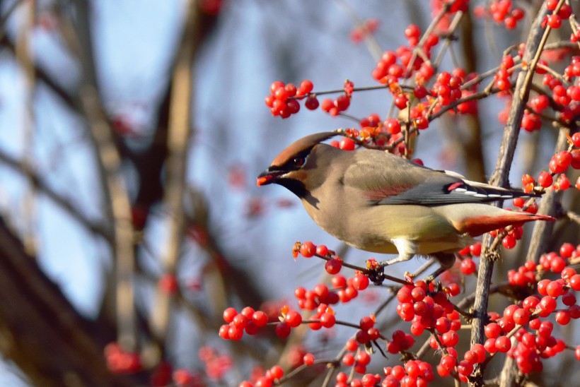 点击大图看下一张：太平鸟图片