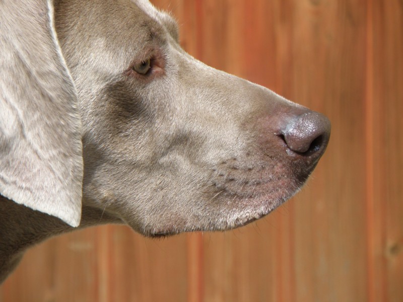 点击大图看下一张：形态优雅的威玛猎犬图片